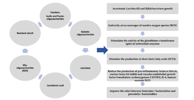 Highlighting the Relevance of Gut Microbiota Manipulation in ...