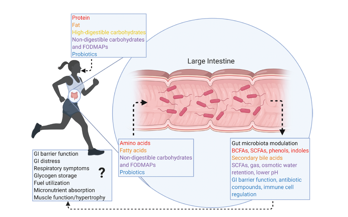 The association between Diet, Exercise and the Gut Microbiota in Athletes-gutmicrobiotaforhealth-ir