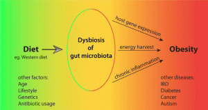 gut microbiota in obesity