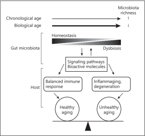 Gut microbiota and healthy aging | gutmicrobiotaforhealth