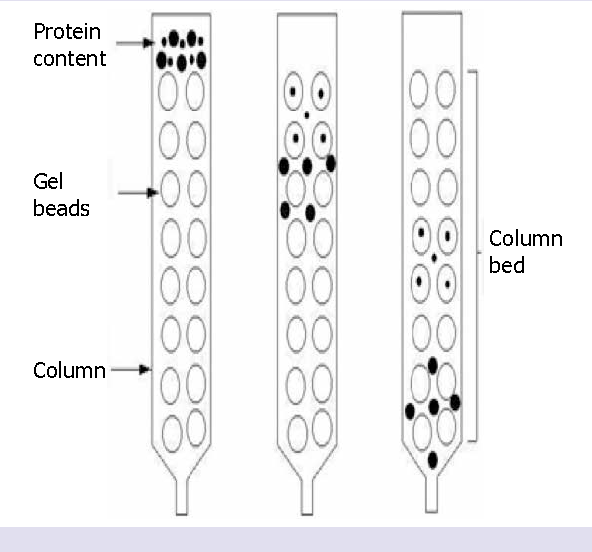 An overview of chromatography gutmicrobiotaforhealth