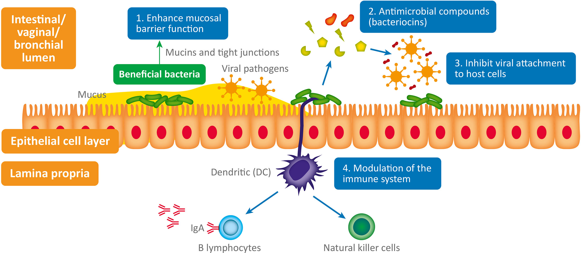 Co Prescribing Antibiotics with Probiotics A Balancing Act in Microbial Infection