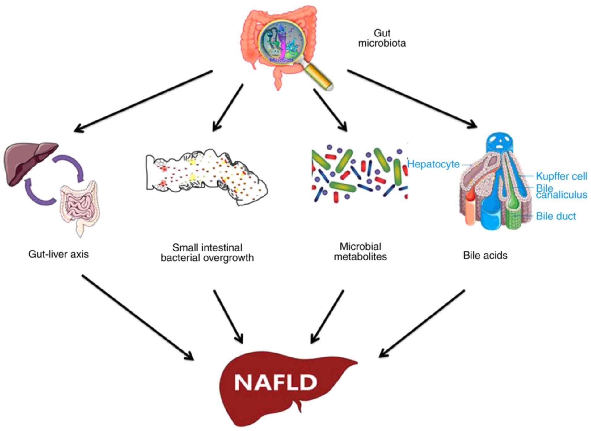 GUT MICROBIOTA TARGETTING NAFLD THERAPY STRATEGY