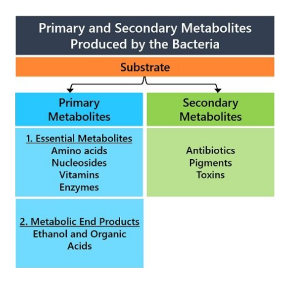 What are Metabolites